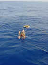 6 ed snorkeling.jpg (60567 bytes)