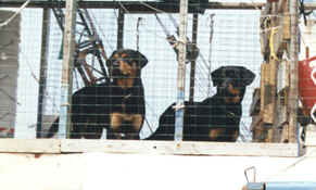 2dogs.jpg (73479 bytes)